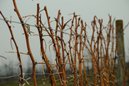 Beerenobstschnitt. – Bild: BR Beerenobstschnitt. – Bild: BR