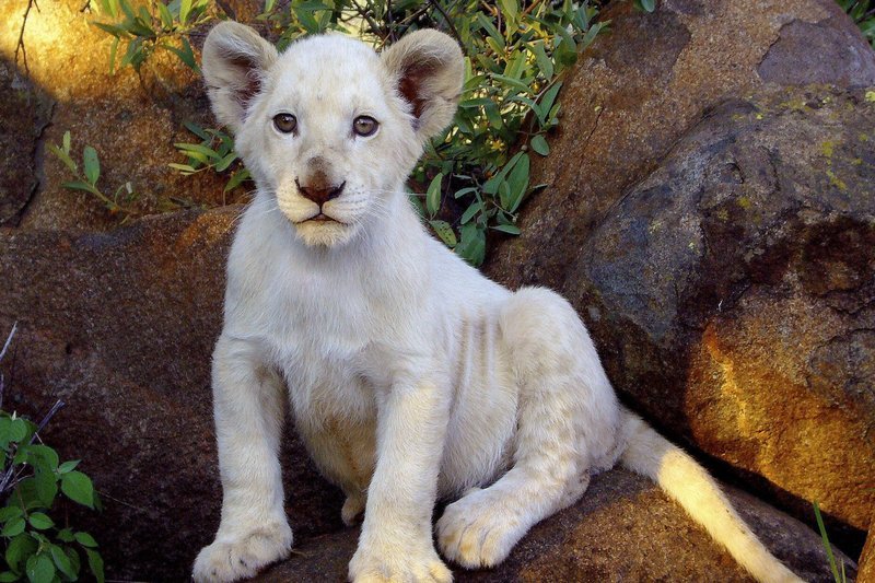 Der kleine, weiße Löwe Letsatsi ist neugierig auf die Welt. – Bild: ZDF und ARD Degeto