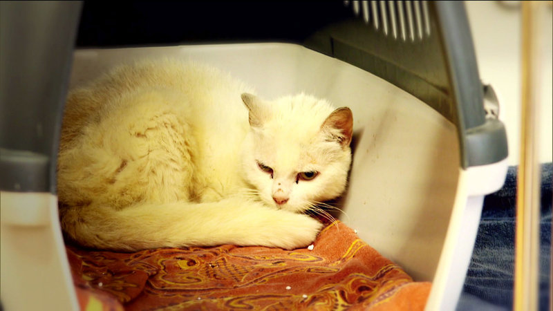 Die Haustierretter – Bild: Planet