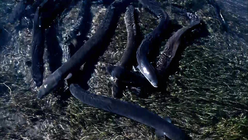 Wanderer zwischen den Welten - Das Rätsel der Aale – Bild: Bibel TV