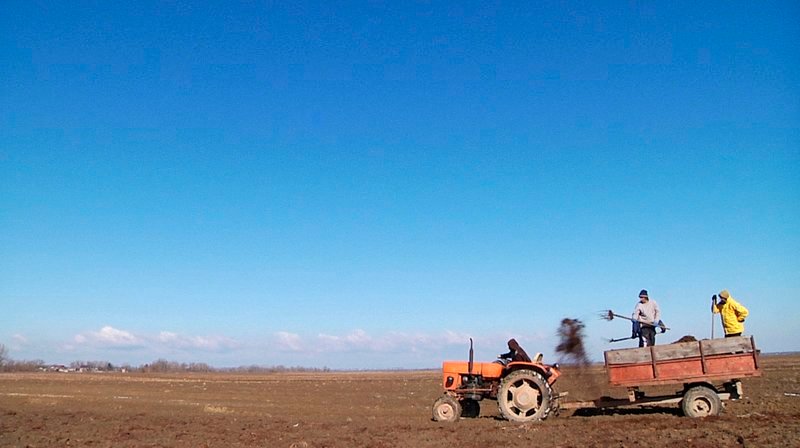 5% der Kartoffeln und 10% des Kohls von ganz Rumänien produziert das Dorf – aber es gibt keine Abnehmer. Der größte Teil der Ernte wird vernichtet. – Bild: MDR/​Elefant Films