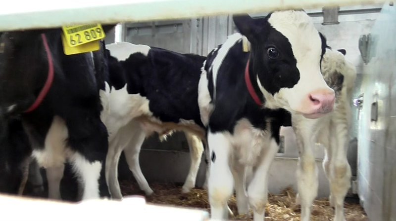 Ein „Abfallprodukt“ der Milchwirtschaft: Männliche Kälber, die ins Ausland exportiert werden. – Bild: SWR/​ Animal Welfare