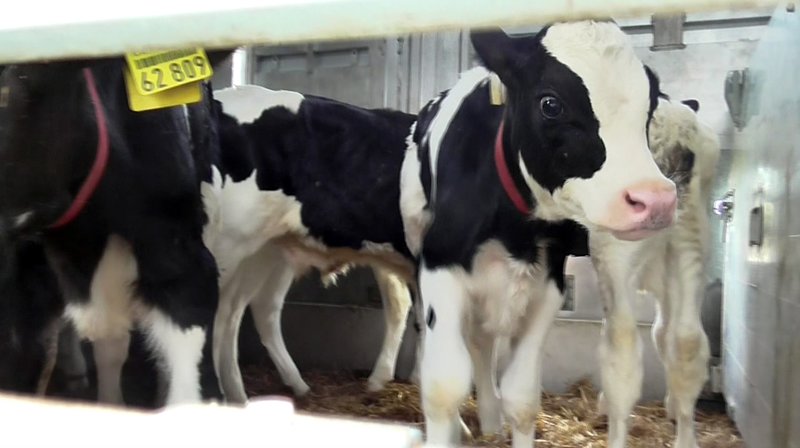 Tiertransporte gnadenlos - Viehhandel ohne Grenzen – Bild: SWR/​ Animal Welfare