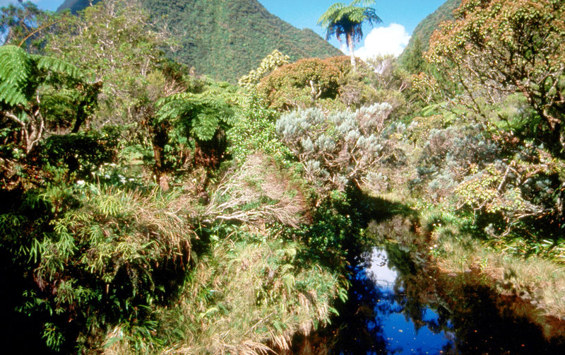 Mauritius - Schatzinsel im Indischen Ozean – Bild: 3sat