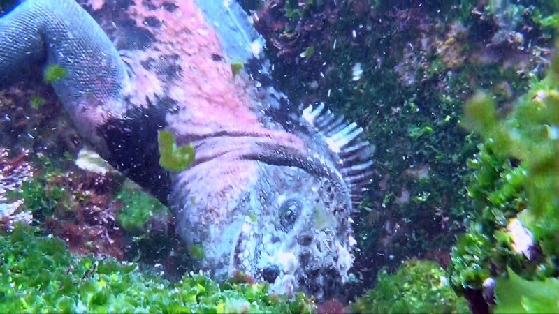 „Die Drachen von Galapagos: Meerechsen“, Rund 1.000 Kilometer westlich von Ecuador liegen die Galapagosinseln. Der Archipel umfasst mehr als 120 Eilande, Felsen und Riffe und bildet die Heimat diverser Tierarten, die nirgendwo sonst auf der Erde anzutreffen sind. Zu ihnen gehören die Meerechsen. Sie sind bis zu 1,30 Meter lang und ihr Aussehen erinnert an mythische Fabelwesen. Doch auch ihr Verhalten ist faszinierend: Die beeindruckenden Reptilien sind weltweit die einzigen Echsen, deren Lebensart primär an das Meer angepasst ist.  SENDUNG: ORF3 – DO – 29.11.2018⁠–⁠15:25 UHR. – Veroeffentlichung fuer Pressezwecke honorarfrei ausschliesslich im Zusammenhang mit oben genannter Sendung oder Veranstaltung des ORF bei Urhebernennung. – Bild: ORF