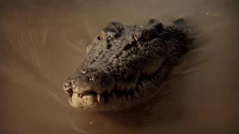 Im Mary River in Australien werden Krokodile zum Problem. – Bild: ntv