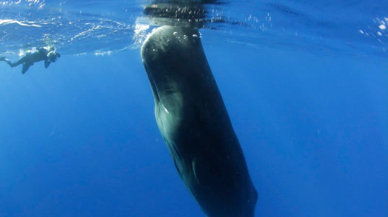 Giganten der Meere: Pottwale werden bis zu 20 Meter lang und 50 Tonnen schwer. Im Vergleich wirkt der Taucher wie ein Zwerg. – Bild: NDR/Doclights GmbH/NDR Naturfilm Giganten der Meere: Pottwale werden bis zu 20 Meter lang und 50 Tonnen schwer. Im Vergleich wirkt der Taucher wie ein Zwerg. – Bild: NDR/Doclights GmbH/NDR Naturfilm