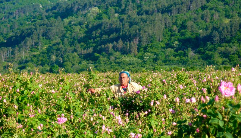 Der Arbeitstag der Pflücker im Tal der Rosen beginnt morgens um 4 Uhr. – Bild: MDR/​NDR/​Galina Diran