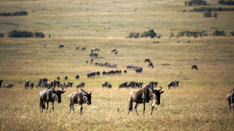 „Auf den Spuren der Gnus“, Die Serengeti gilt als eines der faszinierendsten Naturparadiese der Erde. Doch das Leben der Bewohner in dieser schier endlosen Savanne ist hart und entbehrungsreich. Die Doku begleitet ein neugeborenes Streifengnu, das gemeinsam mit einer Million Artgenossen auf große Wanderung geht. Auf dieser Reise lernen die Filmemacher nicht nur die gigantische Herde, sondern auch auf Beute lauernde Raubtiere sehr genau kennen – ein gewaltiges Abenteuer für alle Beteiligten. SENDUNG: ORF3 – DI – 07.01.2020 – 18:25 UHR. – Veroeffentlichung fuer Pressezwecke honorarfrei ausschliesslich im Zusammenhang mit oben genannter Sendung oder Veranstaltung des ORF bei Urhebernennung. – Bild: ORF