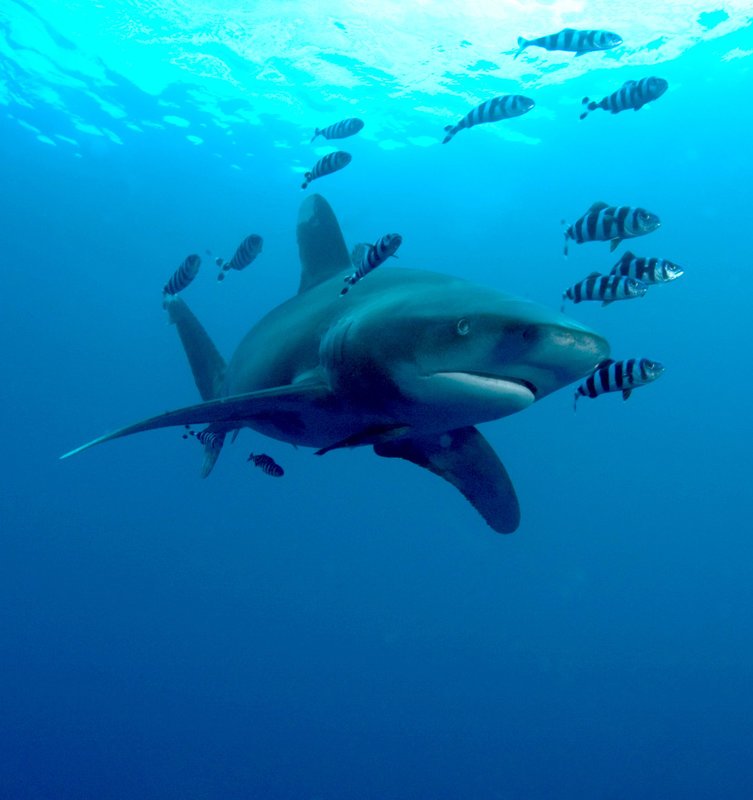 Weißspitzen-Hochseehai (Carcharhinus longimanus) mit Pilotfischen (Naucrates ductor). – Bild: 3sat