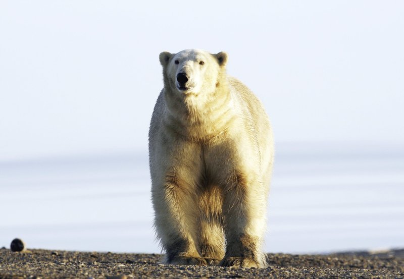 Erst am Ende des Sommers kommen die Eisbären nach Wrangel. – Bild: NDR/​NDR/​Naturfilm