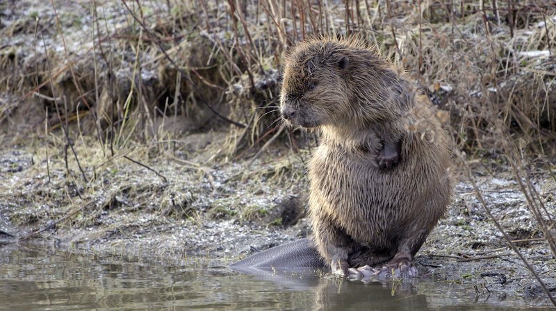 Biber bei der Fellpflege – Bild: MDR/Cees van Kempen Biber bei der Fellpflege – Bild: MDR/Cees van Kempen