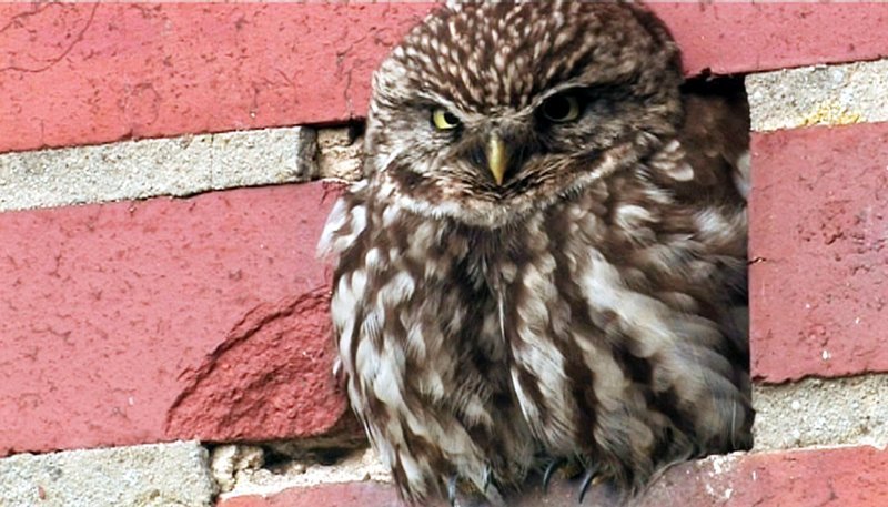 MDR Fernsehen DAS EMSLAND – NIEDERSACHSENS WILDER WESTEN, am Sonntag (14.10.12) um 10:15 Uhr. Der Steinkauz nutzt gerne Baumhöhlen und Astlöcher, um dort seine Jungen großzuziehen – aber auch das trockene Plätzchen in der alten Scheune ist ihm ein willkommener Brutplatz. – Bild: MDR/NDR Naturfilm 2010 MDR Fernsehen DAS EMSLAND – NIEDERSACHSENS WILDER WESTEN, am Sonntag (14.10.12) um 10:15 Uhr. Der Steinkauz nutzt gerne Baumhöhlen und Astlöcher, um dort seine Jungen großzuziehen – aber auch das trockene Plätzchen in der alten Scheune ist ihm ein willkommener Brutplatz. – Bild: MDR/NDR Naturfilm 2010