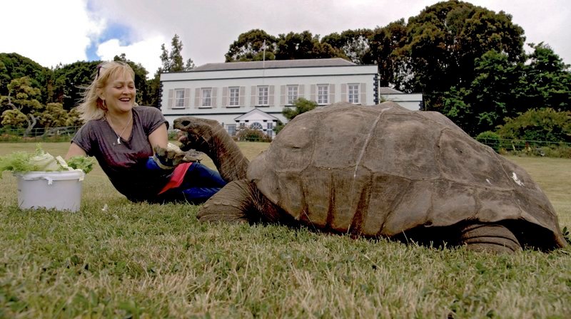 Vermutlich das älteste Landlebewesen der Erde: Die Riesenschildkröte Jonathan lebt auf dem Grundstück der Inselverwaltung. – Bild: NDR /​ nonfictionplanet /​ Jörg Hammer