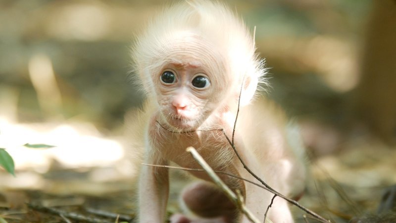  – Bild: ZDF und Peter Ringgaard.