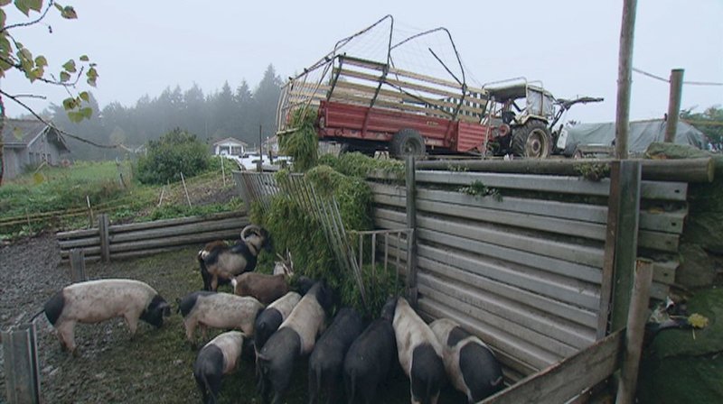 Gedreht wurde auch in der Nähe von Kirchberg im Bayerischen Wald auf dem Hof von Max Scherm, der sich auf die Zucht alter Schweinerassen und auf die Vermarktung von ökologisch erzeugtem Schweinefleisch spezialisiert hat. – Bild: BR