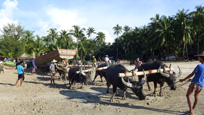 Am Strand von Ngapali – Wasserbüffel ziehen Fischerboote ins Meer. – Bild: ZDF und SR/​Ute Werner.
