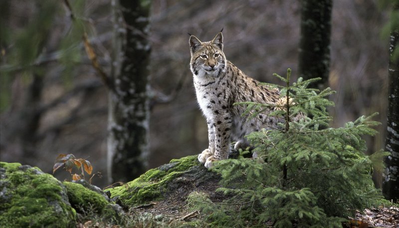 Luchse fühlen sich in Wäldern und Gebirgen, zwischen Felsen und dichter Vegetation, die ihnen Deckung bietet, am wohlsten. Der Harz bietet ihnen daher perfekte Lebensbedingungen. – Bild: NDR/​NDR NAturfilm