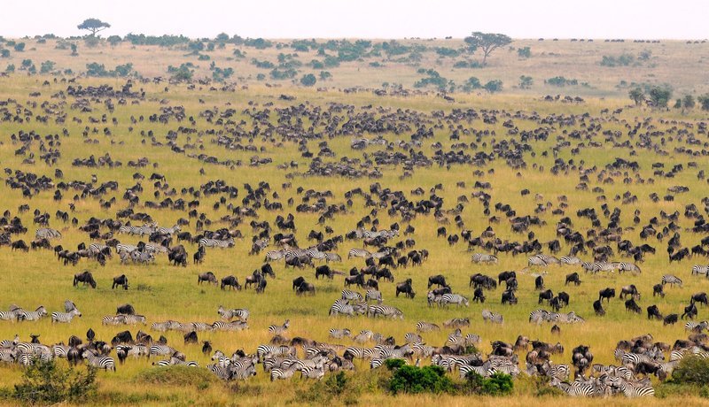 Während der großen Tierwanderung ziehen die Zebras gemeinsam mit den Gnus durch die Savanne. – Bild: ORF