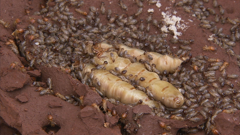 Die geheime Welt der Termiten – Bild: ORF