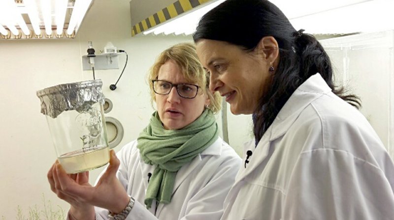 Prof. Claudia Traidl-Hoffmann begutachtet die Ambrosia-Pflanze. In einem künstlichen Klima überprüft die Umweltmedizinerin die Pollenproduktion unter verschiedenen Umwelteinflüssen. – Bild: BR/​NDR/​Antje Büll