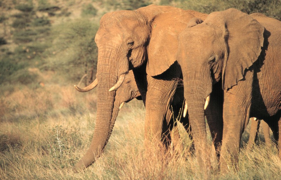 Afrikas Glorreiche Sieben – Bild: ANIMAL PLANET / KARL AMMANN / DHD