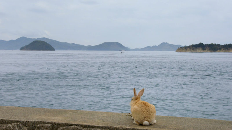 Die Superkräfte der Kaninchen – Bild: Planet