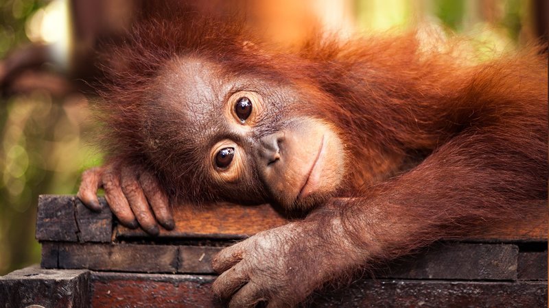 Baby Orangutang in the jungle in Malaysia. – Bild: US DLTO /​ Discovery Communications.
