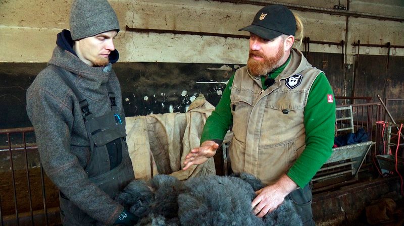 Qualitätskontrolle beim Schäfer Frank Westphal auf dem Mönchgut. – Bild: NDR/underDok Qualitätskontrolle beim Schäfer Frank Westphal auf dem Mönchgut. – Bild: NDR/underDok
