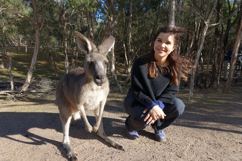 Anna Und Die Wilden Tiere Koala