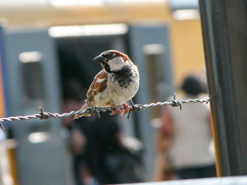 Planet der Spatzen – Bild: arte