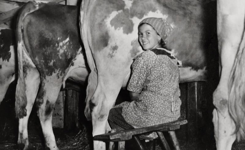 Martha Riesterer aus Oberried als junges Mädchen beim Kühe melken. Sie war gern im Stall, „da war es immer so friedlich“. – Bild: SWR