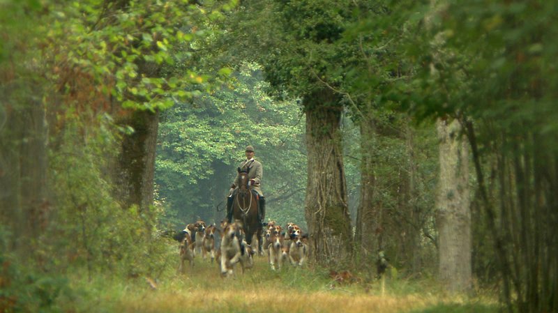 Hundemeuten sind wichtiger Bestandteil der Parforce-Jagd, manche Meuten bestehen aus mehr als 100 Tieren. – Bild: ARTE/​ORF /​ © WEGA-Film, Wien