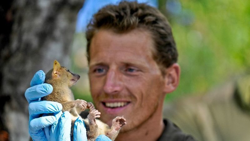 Der Filmemacher Evrard Wendenbaum begibt sich auf Expedition ins Makay-Massiv auf Madagaskar. In den unerforschten Ökosystemen des Bergmassivs sind zahlreiche Tier- und Pflanzenarten zu entdecken - etwa der Große Riesenmausmaki, eine endemische Lemurenart. – Bild: /​ © Pierre Schmitt/​Naturevolution/​Pierre Schmitt