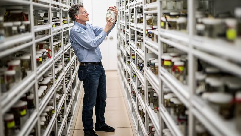 Geheimnisvolle Leguane – Bild: /​  /​  /​ Neil Losin