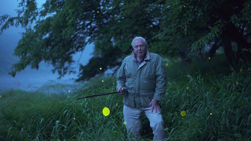 Locken und Drohen, Tarnen und Täuschen – Sir David Attenborough präsentiert einen wahren Thriller der Natur. Im Mittelpunkt steht ein Phänomen, mit dem zahllose Lebewesen an Land, in der Luft und im Ozean ums Überleben kämpfen. Sie erzeugen ihr eigenes Licht, um Beute anzulocken, Feinde abzuschrecken oder einen Partner zu finden. – Bild: Servus TV Locken und Drohen, Tarnen und Täuschen – Sir David Attenborough präsentiert einen wahren Thriller der Natur. Im Mittelpunkt steht ein Phänomen, mit dem zahllose Lebewesen an Land, in der Luft und im Ozean ums Überleben kämpfen. Sie erzeugen ihr eigenes Licht, um Beute anzulocken, Feinde abzuschrecken oder einen Partner zu finden. – Bild: Servus TV
