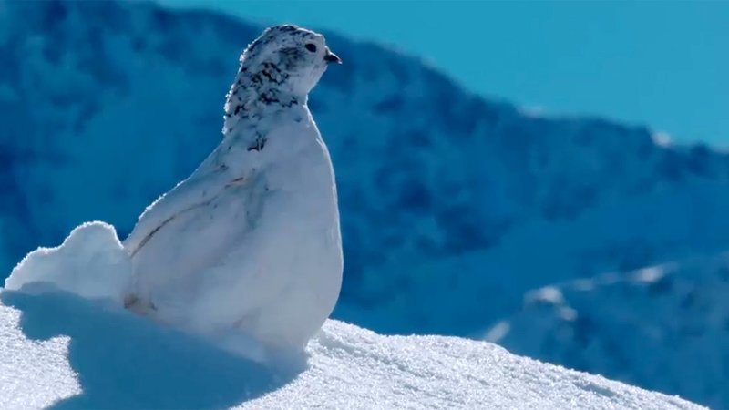 Winteridylle in den österreichischen Alpen – Bild: 3sat