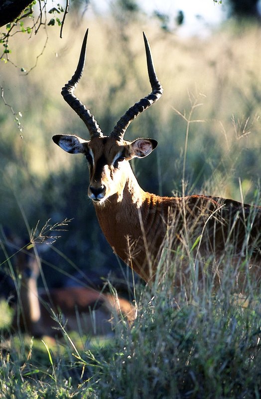 Die Hornträger Afrikas - Eine Erfolgsgeschichte – Bild: ORF