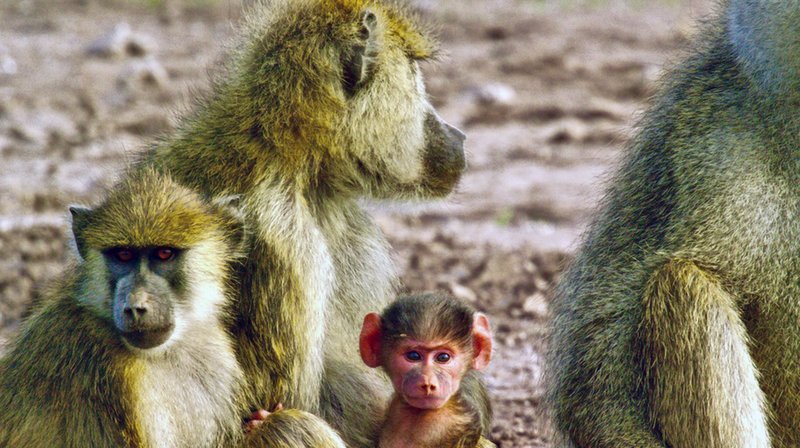 Bei Pavianen haben die Weibchen das Sagen. Sie sind die Erhalterinnen des Clans. – Bild: phoenix/ZDF/Grand Passage Media Bei Pavianen haben die Weibchen das Sagen. Sie sind die Erhalterinnen des Clans. – Bild: phoenix/ZDF/Grand Passage Media