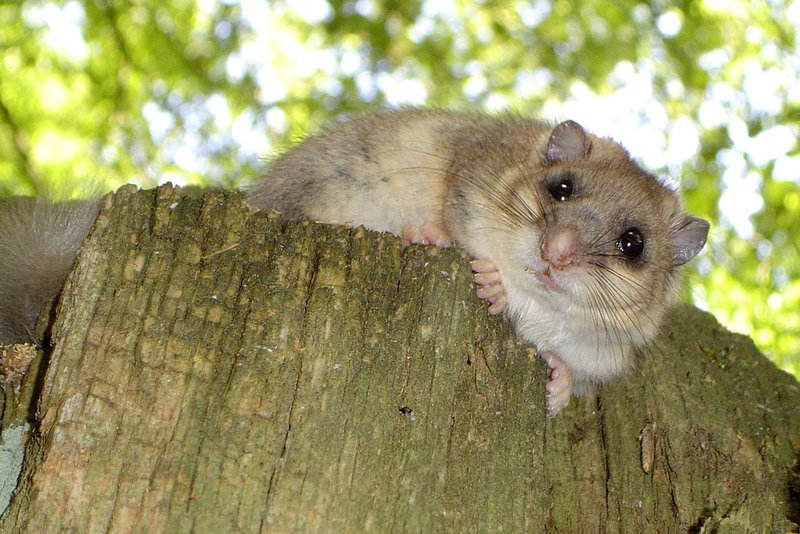 Der Siebenschläfer zählt sicher zu den größten Schlafmützen im Tierreich. Aber im Sommer verwandelt er sich in einen munteren Kobold. Mit seinen riesigen Augen und dem weichen Pelzchen ist er ein extrem putziges Tier. – Bild: BR/​Markus Schmidbauer