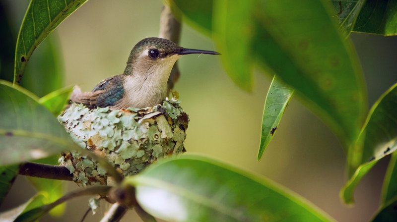 Die Bienenelfe ist der kleinste Vogel der Welt. Ihr Nest ist nicht einmal so groß wie ein Golfball. – Bild: NDR/​NDR Naturfilm/​doclights/​Crossing the Line Productions