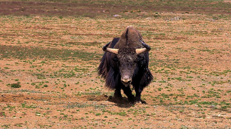 Sie leben weitab in der riesigen und unzugänglichen Steppe in Chinas wildem Westen – die letzten wilden Yaks. Noch etwa 20.000 dieser eindrucksvollen Hochgebirgsrinder haben sich hierher zurückgezogen. – Bild: BR/​Jan Kerckhoff/​Susanne Delonge /​ Jan Kerckhoff;Susanne Delonge