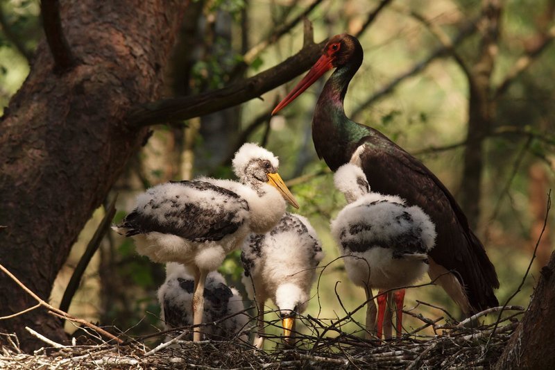 Schwarzstörche lieben ungestörte Wälder. Anders als ihre Verwandten, die Weißstörche, meiden sie die Nähe zum Menschen und ziehen sich in geschützte Wälder zurück. – Bild: NDR/​NDR/​Piotr Dombrowski