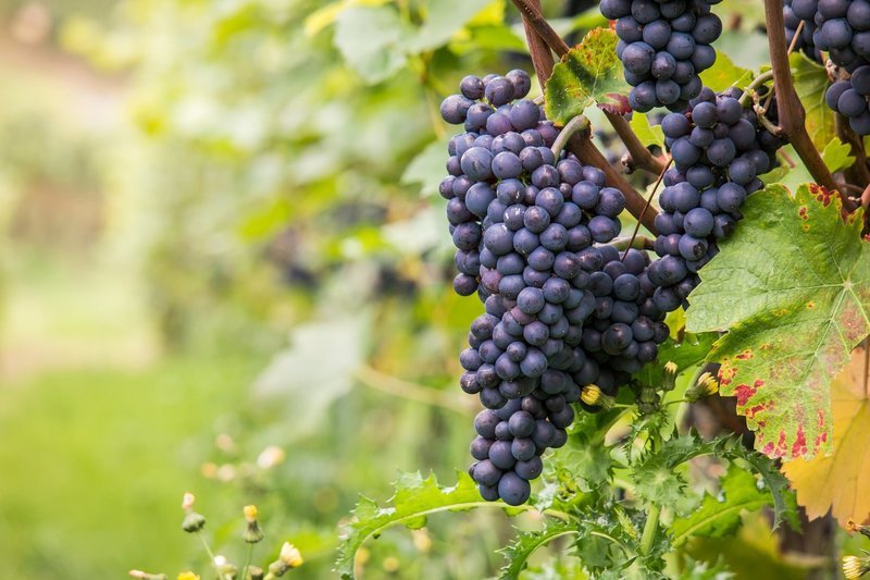 Grapes, autumn – Bild: CC0 Creative Commons