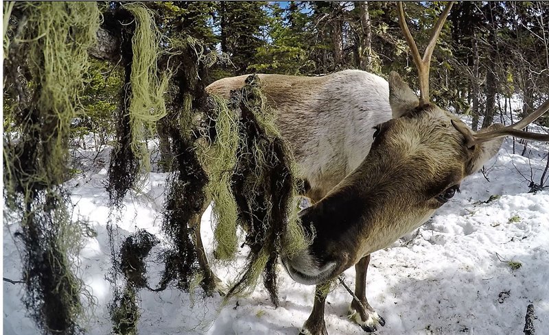 Die Flechtennnahrung der Bergkaribus wächst in den mittleren Lagen der Bäume. Die Karibus können sie nur erreichen, wenn  der Schnee hoch genug liegt. – Bild: BR/​Medienproduktion/​SWR