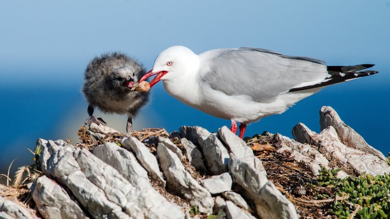 In deutscher Erstausstrahlung zeigt NAT GEO WILD die Dokumentation WILDES NEUSEELAND: OHRENROBBEN. Die Filmemacher reisen an die Küsten der Südinsel Neuseelands zu zwei weit voneinander entfernt liegenden Kolonien Neuseeländischer Ohrenrobben. – Bild: ORF