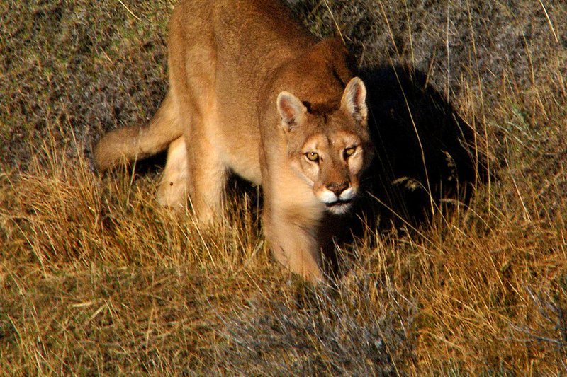 Pumas können in allen Lebensräumen existieren: ob Dschungel, Wüste, Tundra oder Hochgebirge – vom Norden Kanadas bis in den Süden Chiles. – Bild: SWR/NDR Naturfilm Pumas können in allen Lebensräumen existieren: ob Dschungel, Wüste, Tundra oder Hochgebirge – vom Norden Kanadas bis in den Süden Chiles. – Bild: SWR/NDR Naturfilm