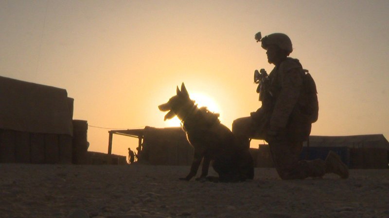 Military Dog Teams and the bonds that are forged between soldiers and canines in combat. – Bild: Copyright: Discovery Communications, Inc. For Show Promotion Only