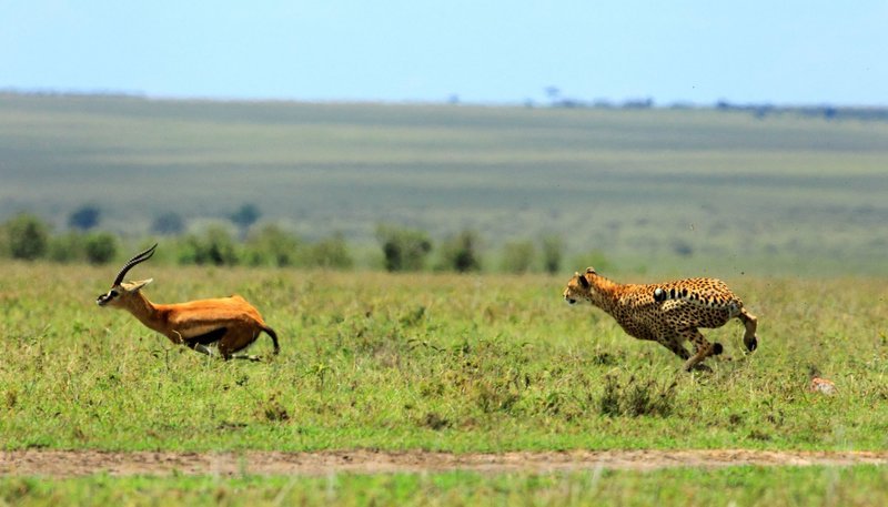 Während Gepardenweibchen ganz auf sich allein gestellt sind, genießen Löwinnen und ihr Nachwuchs den Schutz des Rudels. – Bild: NDR/​NDR/​Reinhard Radke