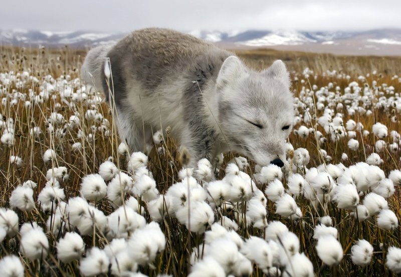 Unter Eisbären – Bild: NDR/​NDR/​Naturfilm